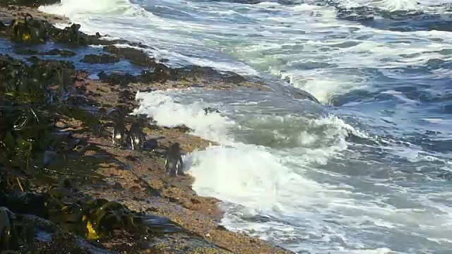 一群跳岩企鹅从岩石上跳入大海视频素材