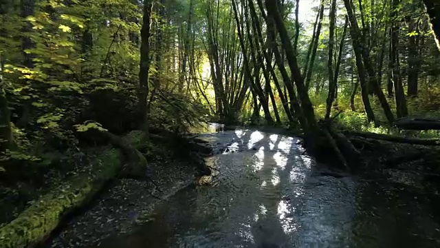 森林中的天然溪流:太平洋西北部视频素材