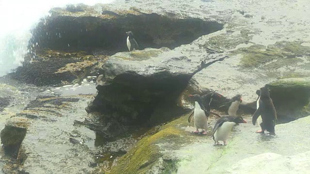 一群跳岩企鹅紧张地等待着岩石和海浪的冲击视频素材