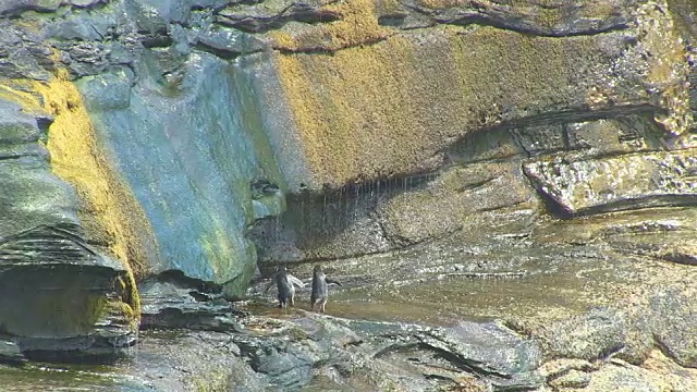 一群跳岩企鹅在悬崖上跳着，巨浪拍打着它们视频素材