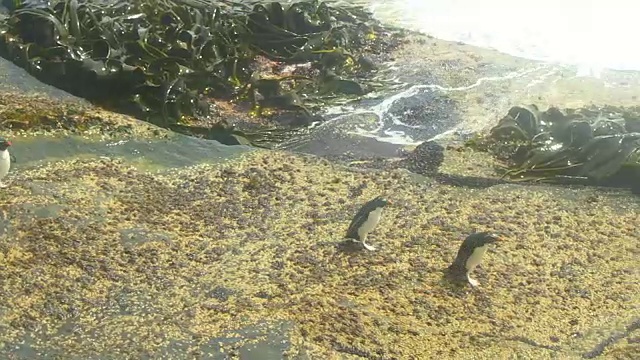 3只跳岩企鹅在海浪中降落，跳上岩石视频素材