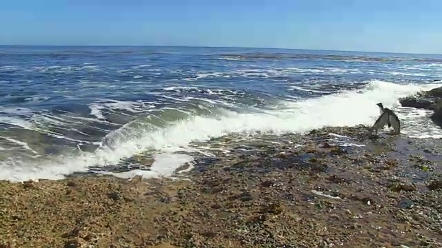 跳岩企鹅逃离海浪和岩石视频素材