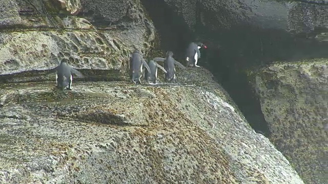 一群跳岩企鹅在悬崖上跳跃，海浪几乎把它们冲掉视频素材