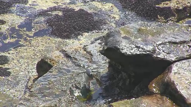 跳岩企鹅在海浪中挣扎，在岩石上跳跃视频素材