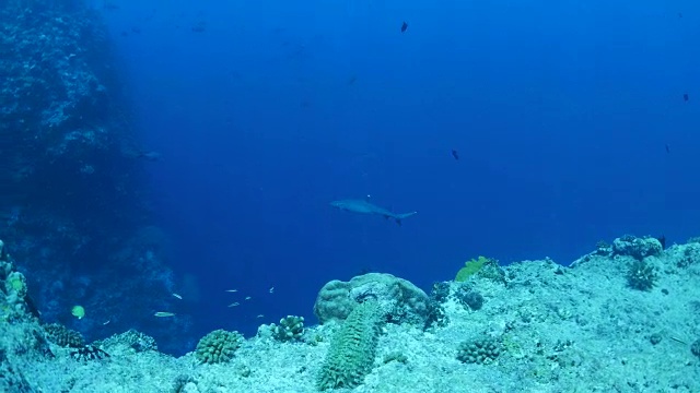 海底珊瑚礁中的灰色礁鲨视频素材