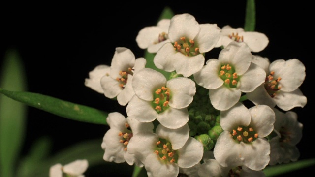 长着白花的植物的时间流逝视频素材