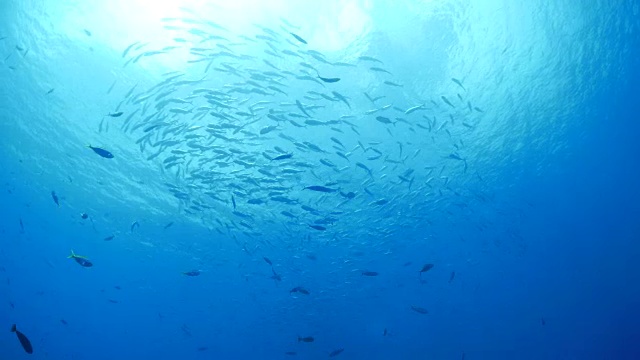 鲹鱼在海里成群游动视频素材