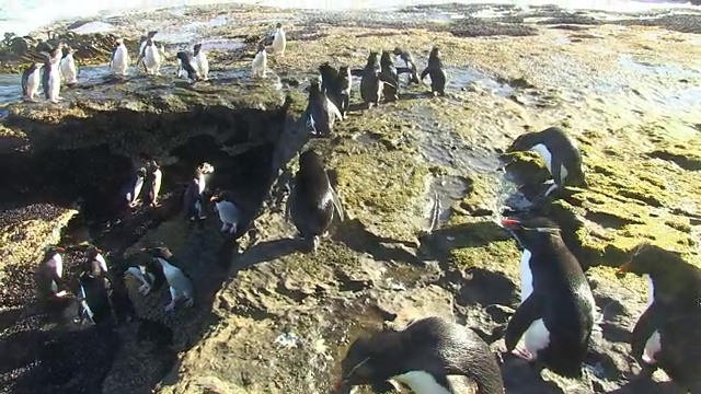 一群跳岩企鹅在岩石上紧张地等待，然后跳入大海视频素材