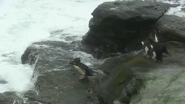 一群跳岩企鹅从岩石上跳入暴风雨的大海视频素材