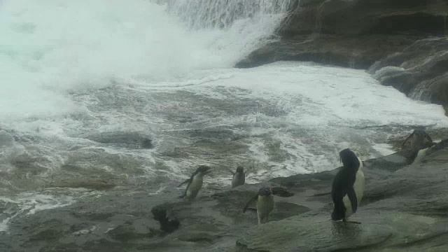 一群跳岩企鹅在巨浪中着陆，跳上岩石视频素材