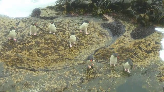 一群跳岩企鹅在巨浪中着陆，跳上岩石视频素材