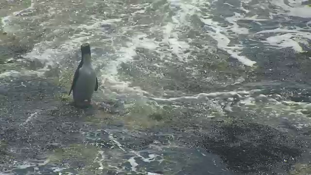 单只跳岩企鹅在海带和海浪中挣扎着着陆视频素材