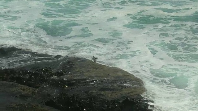 哈潘单跳岩企鹅着陆，跳上岩石，然后被巨浪淹没视频素材