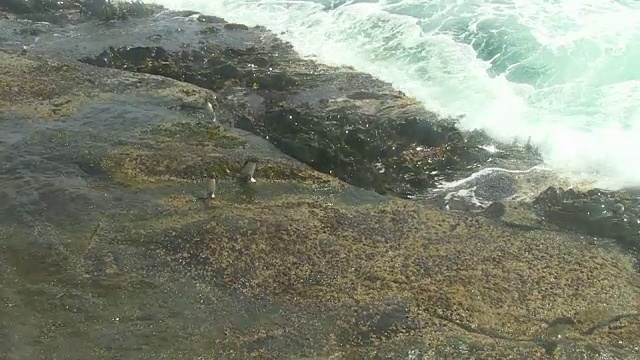 一群跳岩企鹅降落在岩石上，然后被巨浪淹没视频素材