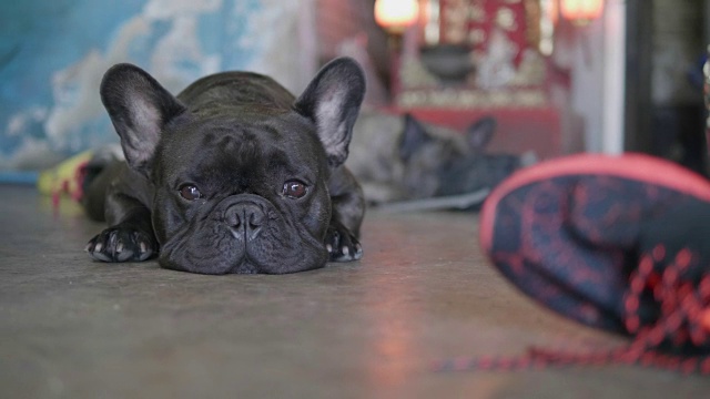 一个可爱的悲伤的小狗的特写镜头，黑色的法国斗牛犬。视频素材