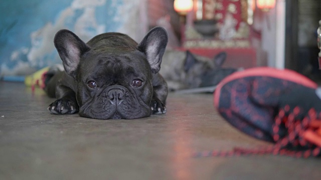 一个可爱的悲伤的小狗的特写镜头，黑色的法国斗牛犬。视频素材