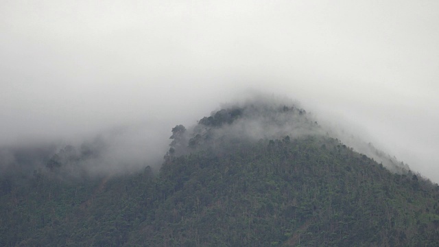 4K镜头的热带雨林与迷雾森林雾的特写视频素材