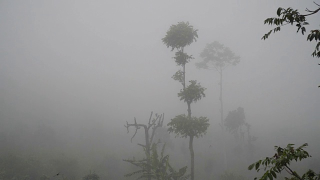 云中雨林，印度尼西亚巴厘岛视频素材