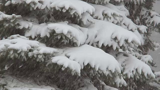 圣诞树在下雪期间。雪地里一棵针叶树的树枝。冬季阴天有气旋。特写镜头视频素材