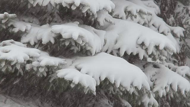 圣诞树在下雪期间。雪地里一棵针叶树的树枝。冬季阴天有气旋。特写镜头。慢动作视频素材