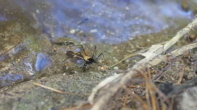 鹤蝇在水中产卵视频素材