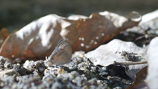 线蓝蝴蝶从土壤中饮用矿物视频素材