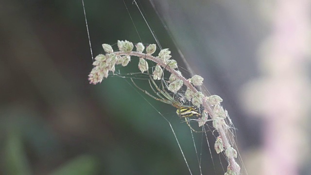 蜘蛛在花芽下休息视频素材