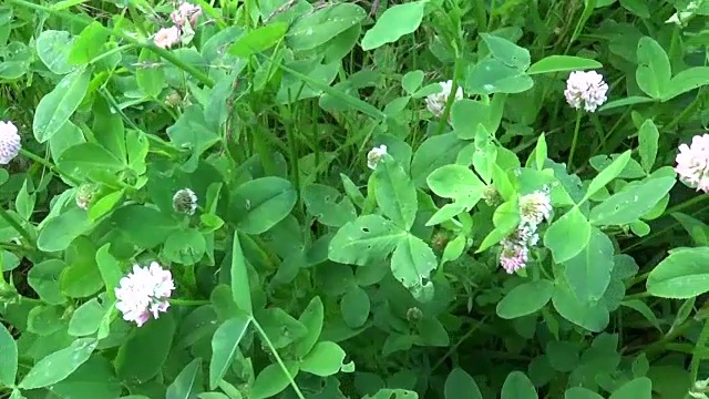 草地草地全景使用稳定器。视频镜头运动摄像机视频素材