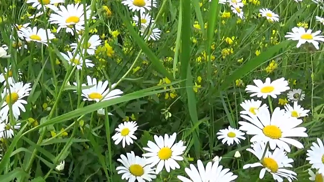 花坛上的雏菊。高清视频镜头运动摄像机视频素材