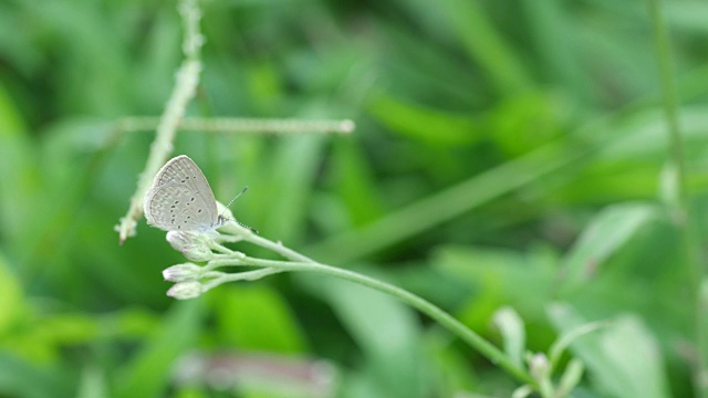 小蝴蝶在杂草花上休息视频素材