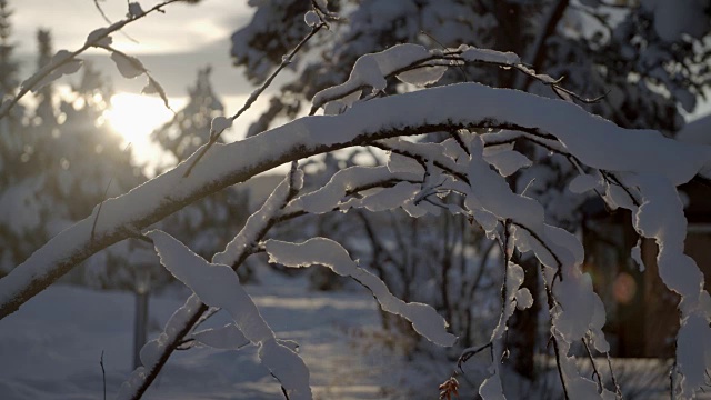 白雪皑皑的树枝视频素材