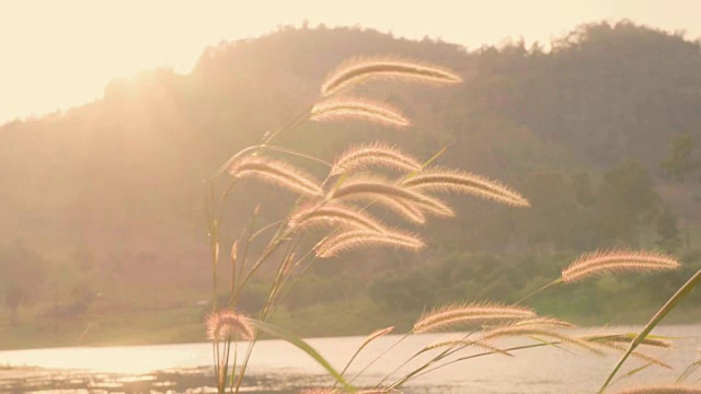 慢镜头:夕阳下的草花阳光。视频素材