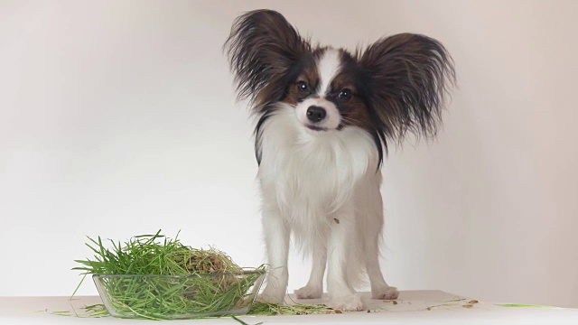 美丽的年轻雄性狗大陆玩具猎犬蝴蝶吃新鲜发芽的燕麦在白色的背景库存录像视频素材