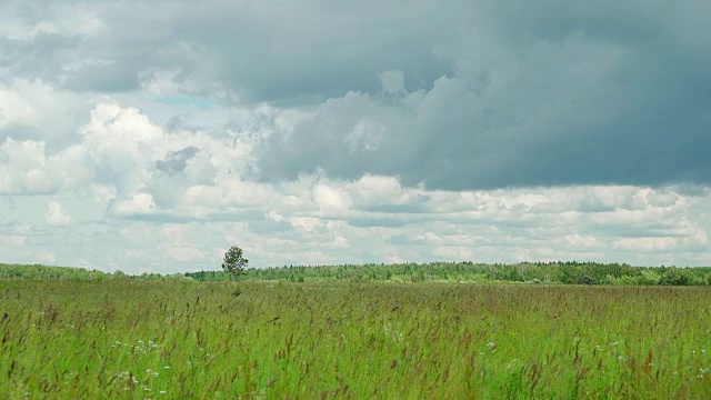 野草地上的草在森林背景和孤独站立的桦树下随风摇曳，乌云在雨前迅速掠过天空，美丽的开花夏日草地在多雨的夏日。季节概念，生态学视频素材