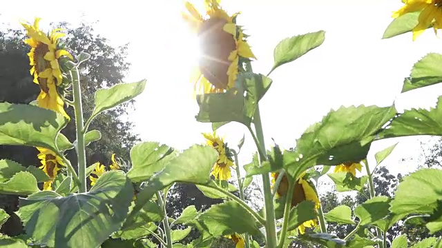 向日葵田视频素材