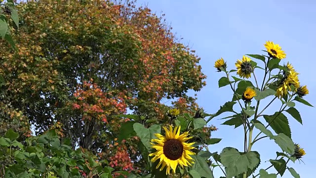 装饰向日葵的花朵和五颜六色的枫叶。FullHD视频素材