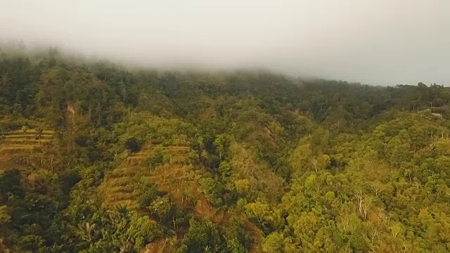 云中雨林，印度尼西亚巴厘岛视频素材