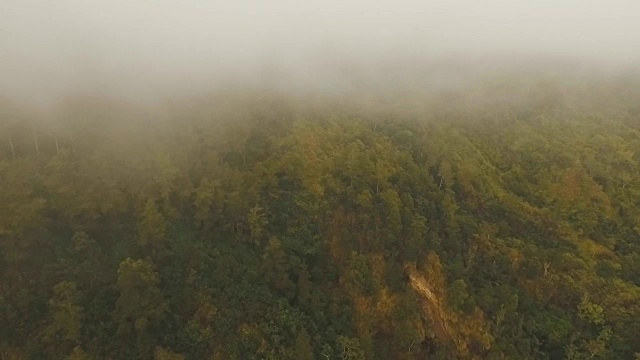 云中雨林，印度尼西亚巴厘岛视频素材