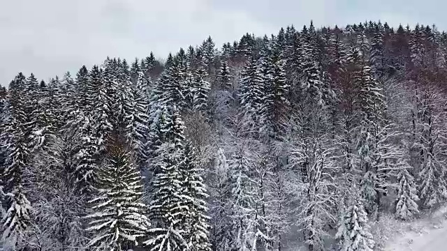 天线:飞越森林视频素材