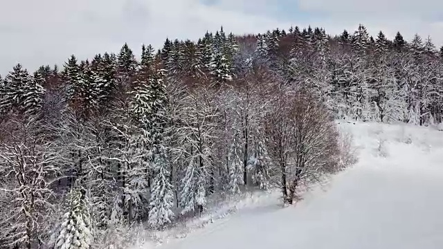 下雪的森林视频素材