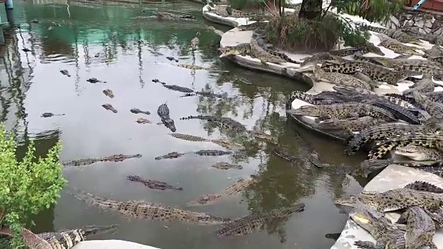 鳄鱼躺在农场的水泥地板上视频素材