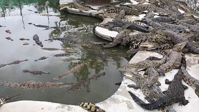 鳄鱼躺在农场的水泥地板上视频素材