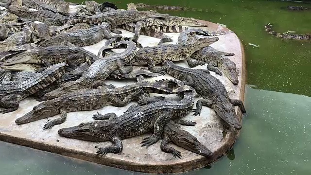 鳄鱼躺在农场的水泥地板上视频素材