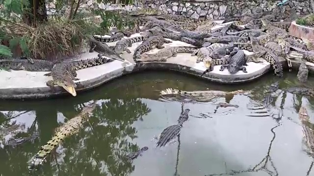 鳄鱼躺在农场的水泥地板上视频素材