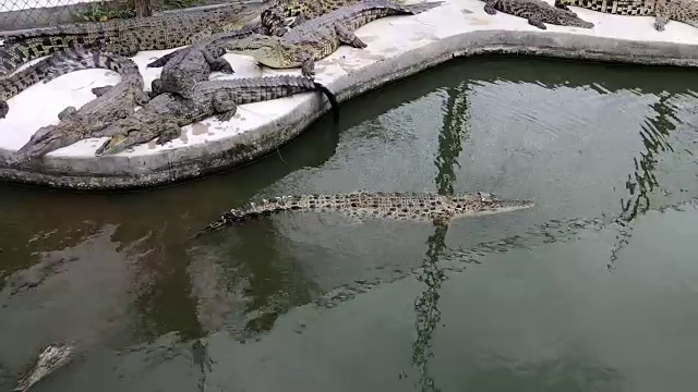 鳄鱼躺在农场的水泥地板上视频素材