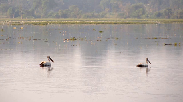 亚洲鹤在湖面上漂浮视频素材
