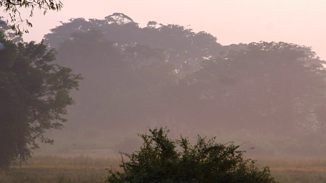 飞过田野的亚洲鹤视频素材