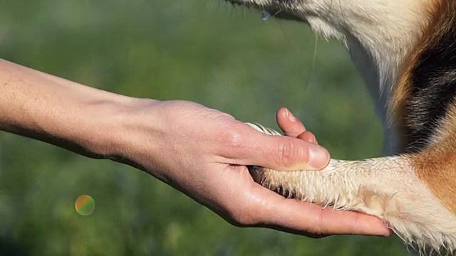 威尔士柯基犬彭布罗克的一只狗，坐在绿色的草地上，把爪子伸向它的主人。视频素材