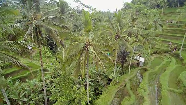 巴厘岛的特加拉朗大米台视频素材