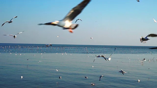 一群海鸥在蓝天上飞过大海视频素材